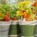 3 frutas comuns que crescem em vasos e colhem frutas frescas semanalmente