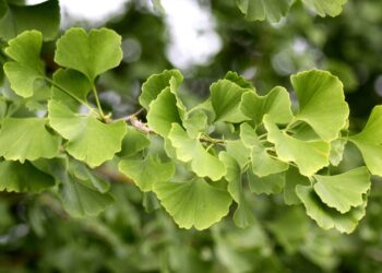 Esta planta pode melhorar sua memória e até reduzir a ansiedade