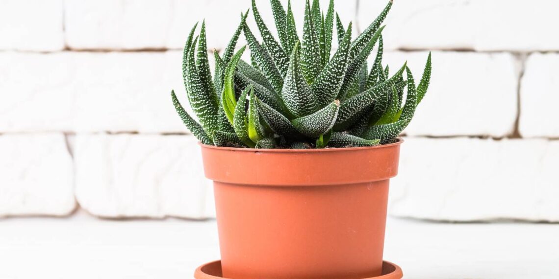 Nem grandes, nem médias: as plantas pequenas que fazem sucesso em vasos