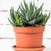 Nem grandes, nem médias: as plantas pequenas que fazem sucesso em vasos