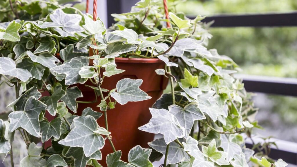 3 plantas ideais para quem mora em apartamento