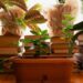 3 plantas que inspiram salas de leitura com conforto clássico e tranquilidade