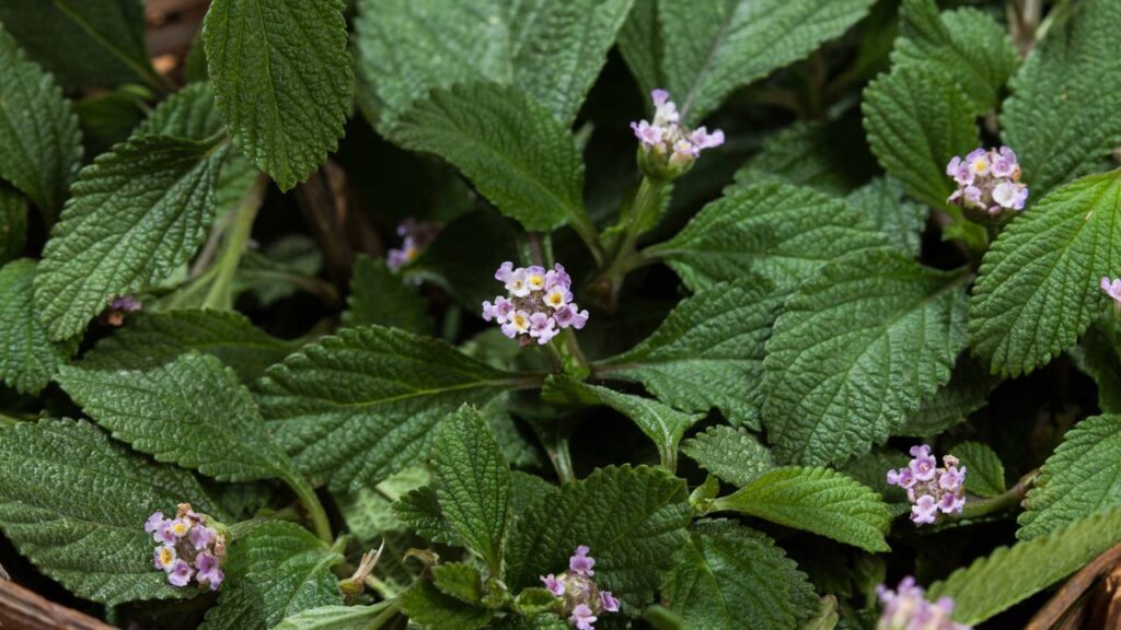 Plantas fáceis de cultivar que relaxam o corpo e transformam sua rotina