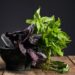Ervas ideais para cultivar em casa e transformar receitas com frescor
