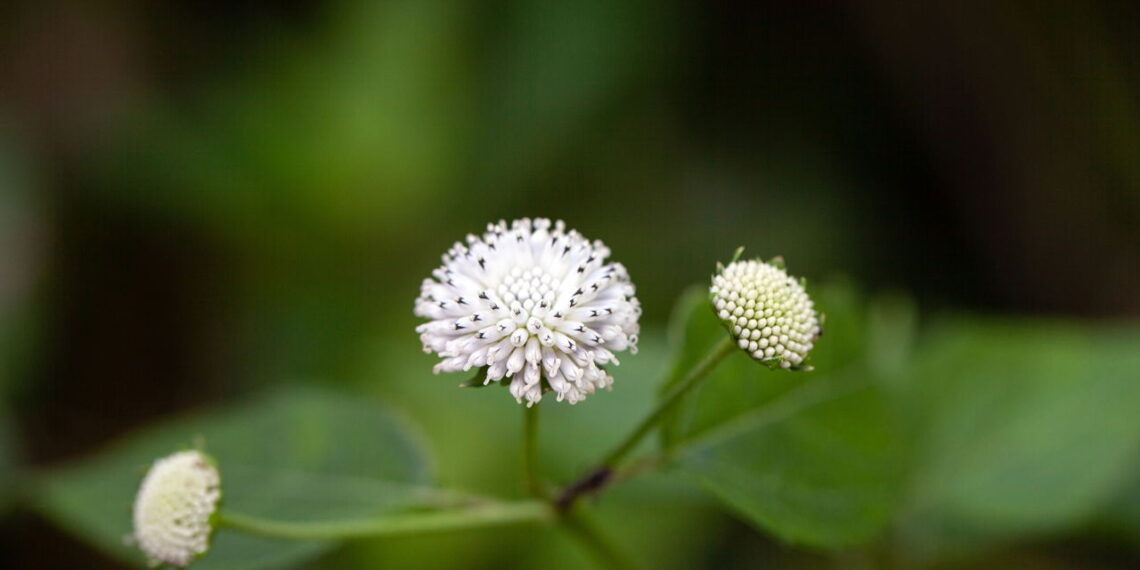 Essas plantas são o segredo natural para afastar mosquitos