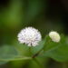 Essas plantas são o segredo natural para afastar mosquitos