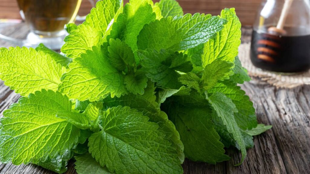 3 plantas aromáticas que melhoram seu bem-estar dentro de casa