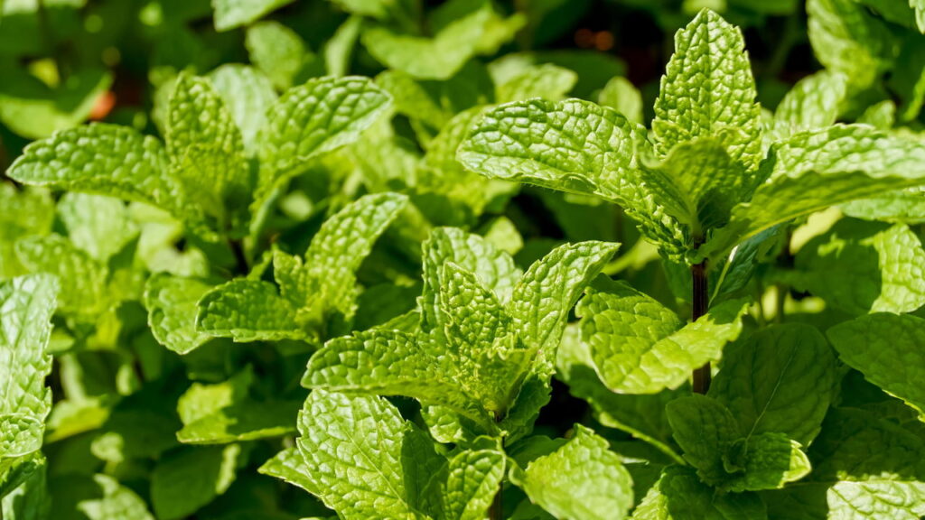 A importância de cultivar hortelã e como usá-la em receitas naturais
