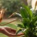 Plantas que atraem boas energias segundo o Feng Shui e onde colocá-las