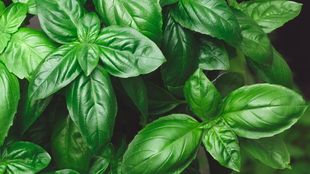 Essas plantas ajudam e facilitam a criação de um quintal pet friendly