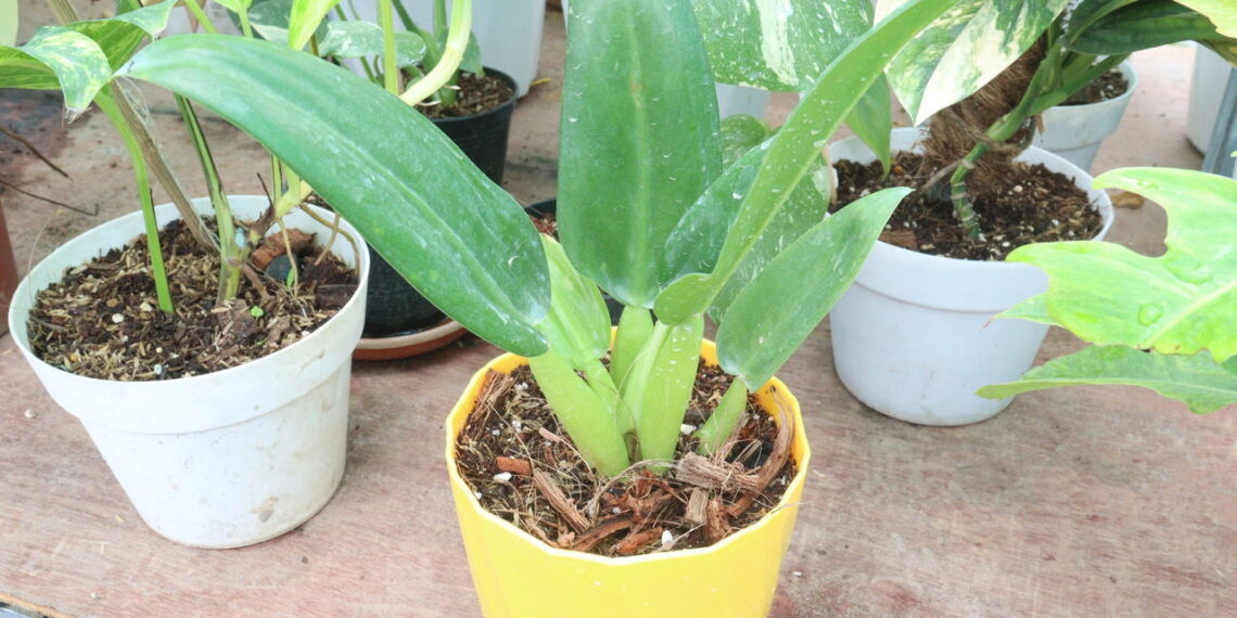 Plantas de baixa manutenção que melhoram seu jardim interior