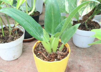 Plantas de baixa manutenção que melhoram seu jardim interior