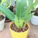 Plantas de baixa manutenção que melhoram seu jardim interior