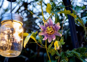 Cultive Passiflora incarnata e crie um ambiente mais calmo e focado