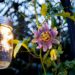Cultive Passiflora incarnata e crie um ambiente mais calmo e focado