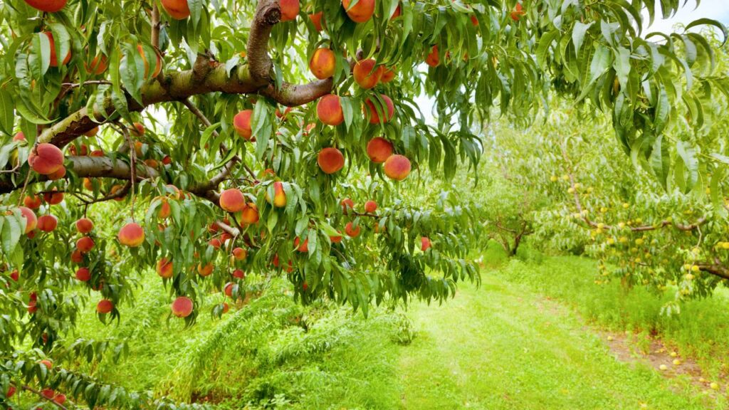 Plantas que você deve evitar podar na primavera