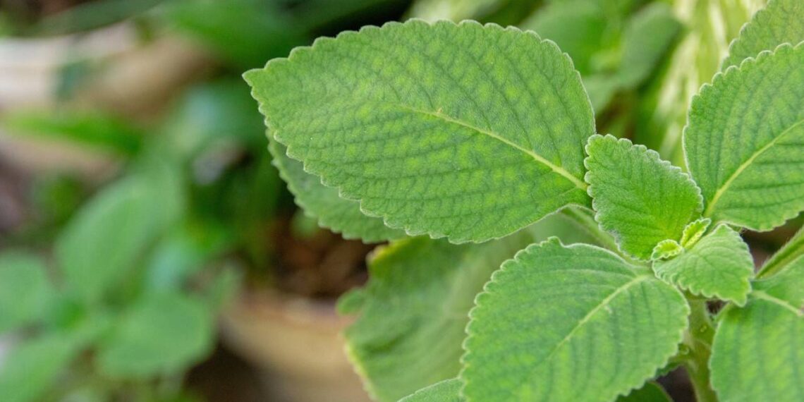 Use folhas de boldo para afastar insetos e refrescar o ar da sua casa