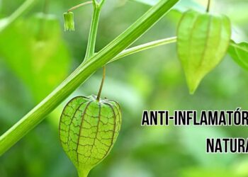 Este é o anti-inflamatório natural mais utilizado da natureza