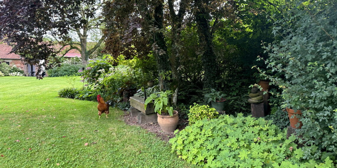 Plantas que oferecem sombra leve e criam cantos aconchegantes no lar