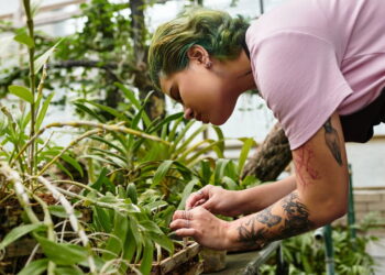A planta medicinal que agrada tanto jardineiros quanto donas de casa