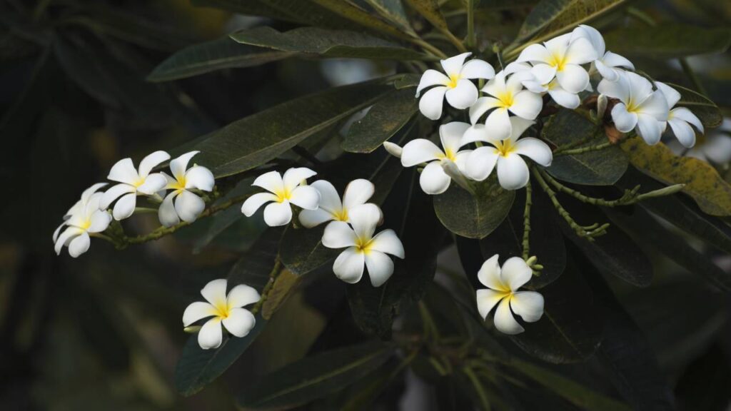 Ervas aromáticas que ajudam a relaxar e purificar seu lar
