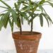 Nem planta grande, nem planta pequena: o charme das plantas médias