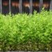Essa planta contribui para o equilíbrio do corpo e do ambiente