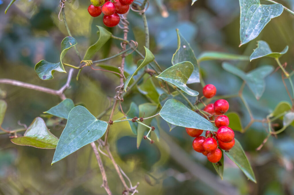 As plantas mais fáceis de cultivar para limpar o sangue naturalmente