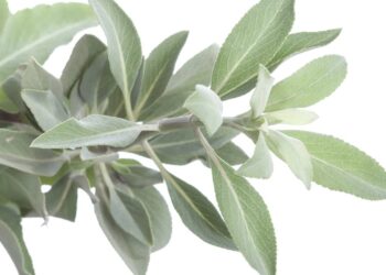 Aprenda a cultivar sálvia-branca para afastar mosquitos