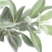 Aprenda a cultivar sálvia-branca para afastar mosquitos