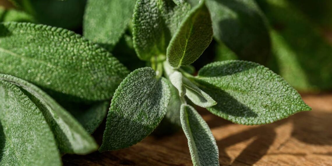Erva milenar usada na medicina tradicional que transforma corpo e mente
