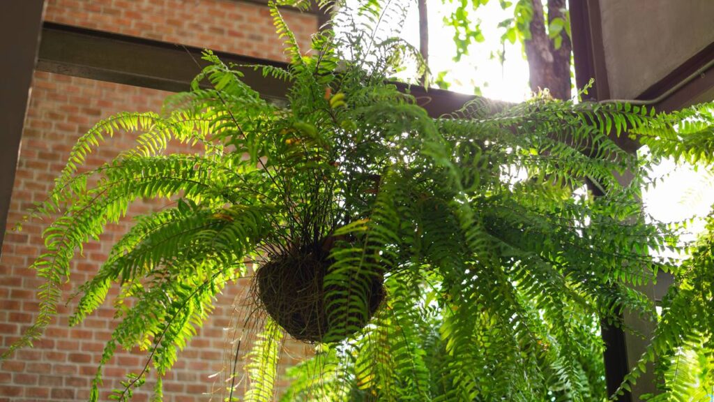 Nem novas, nem antigas: plantas que estão voltando à moda na decoração