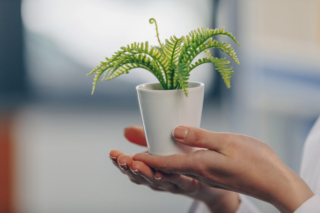 3 plantas que transformam varandas em espaços ótimos para relaxar
