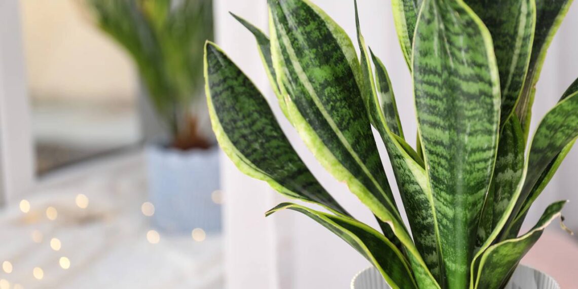 Essa planta é símbolo de proteção, sorte e equilibra qualquer espaço