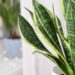 Essa planta é símbolo de proteção, sorte e equilibra qualquer espaço