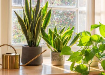 Muitos têm essa planta, mas poucos sabem onde colocar para decorar e proteger a casa