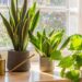 Muitos têm essa planta, mas poucos sabem onde colocar para decorar e proteger a casa