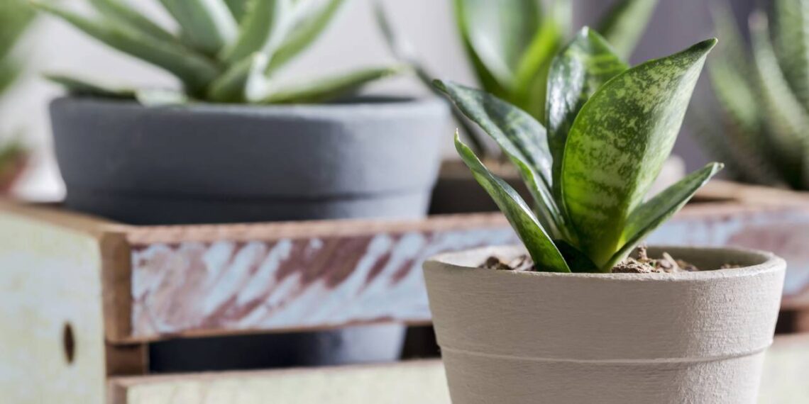 Muitos têm essa planta, mas poucos sabem onde colocar para decorar e proteger a casa