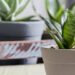Muitos têm essa planta, mas poucos sabem onde colocar para decorar e proteger a casa