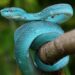 Não plante estas árvores no jardim: cheiro bom, mas atrai cobras