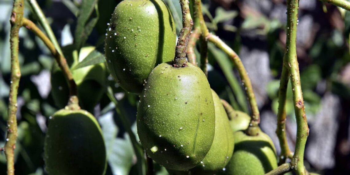 4 frutas que você pode cultivar até em vasos pequenos