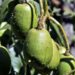 4 frutas que você pode cultivar até em vasos pequenos