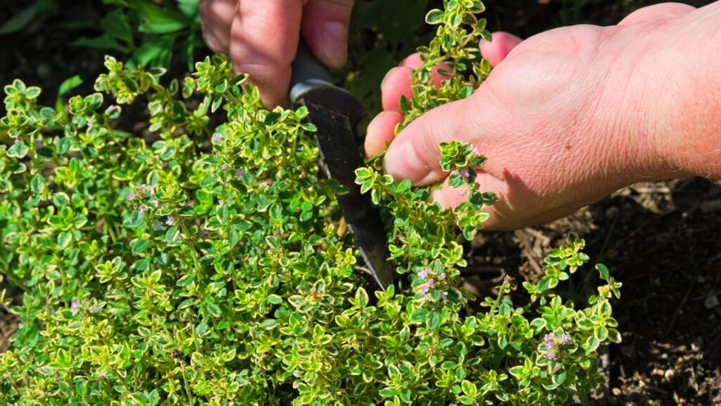 Três ervas fáceis de cuidar que melhoram seu dia com aroma e sabor