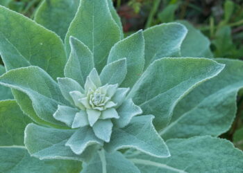 Plantas medicinais alternativas que ajudam na circulação e respiração