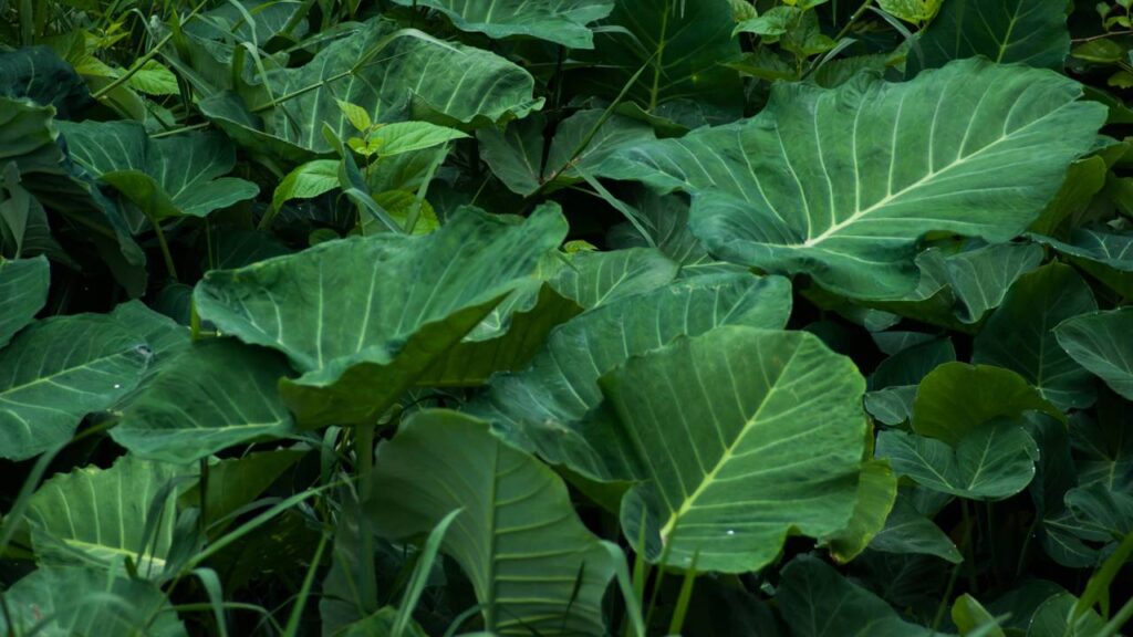 Afaste besouros do seu jardim com essas plantas de folhas largas