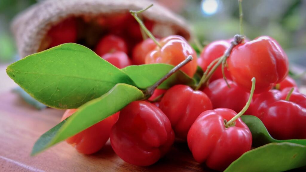 Acerola é uma das frutas mais ricas em vitamina C e repleta de ativos poderosos para a saúde