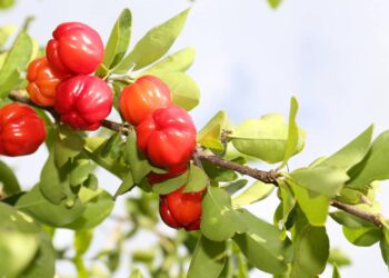 Acerola é uma das frutas mais ricas em vitamina C e repleta de ativos poderosos para a saúde