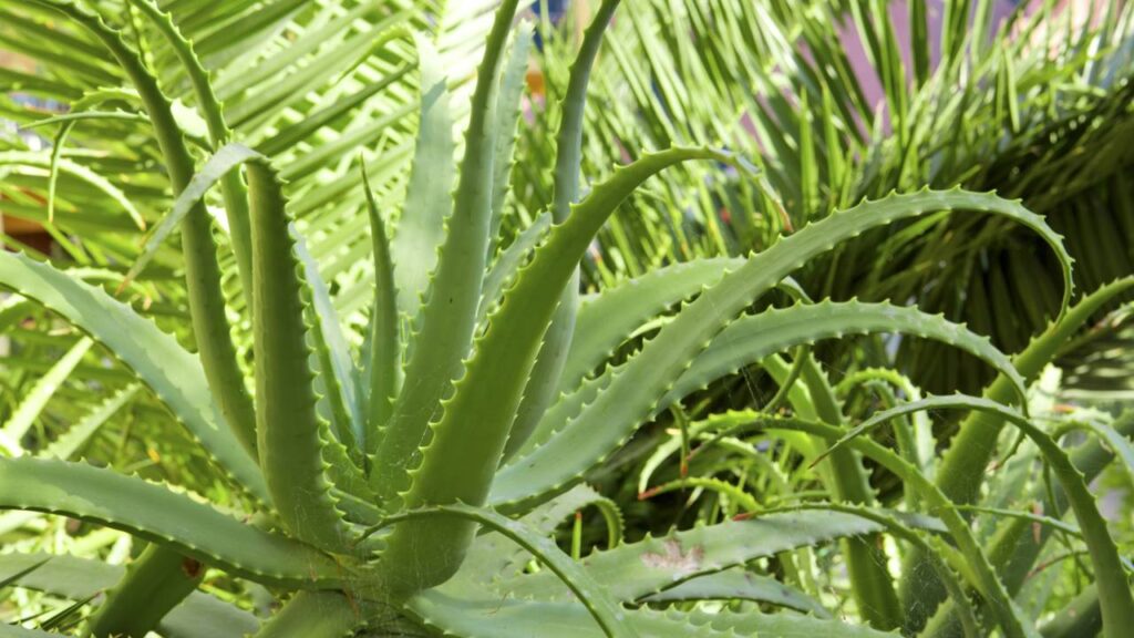 Plantas que atraem saúde e bem-estar, segundo a astrologia