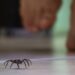 Essa plantinha pode manter sua casa livre de aranhas na primavera