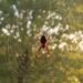 Evite plantar isso perto das janelas, se não quiser aranhas por perto